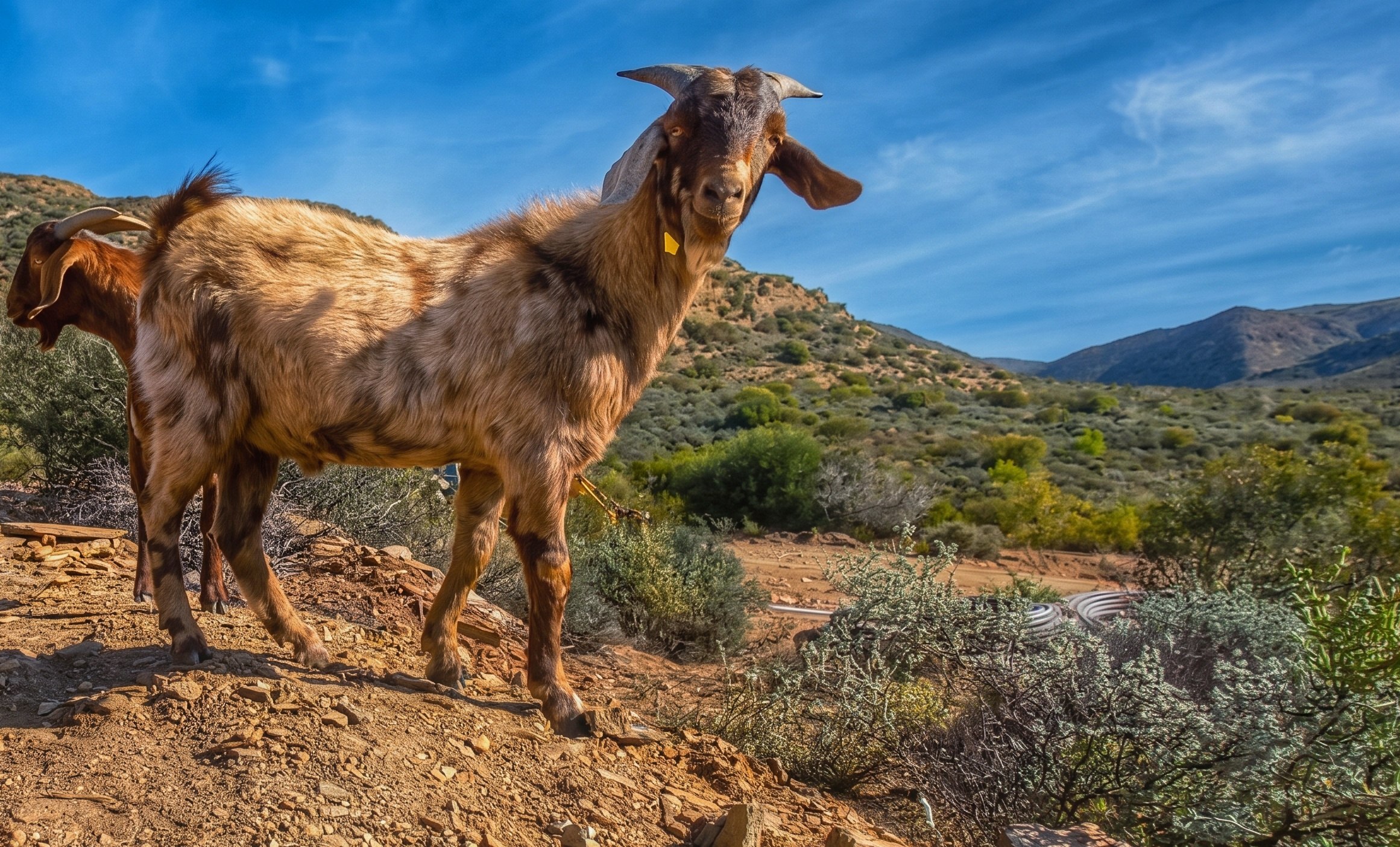Sturdy goat on rocky terrain