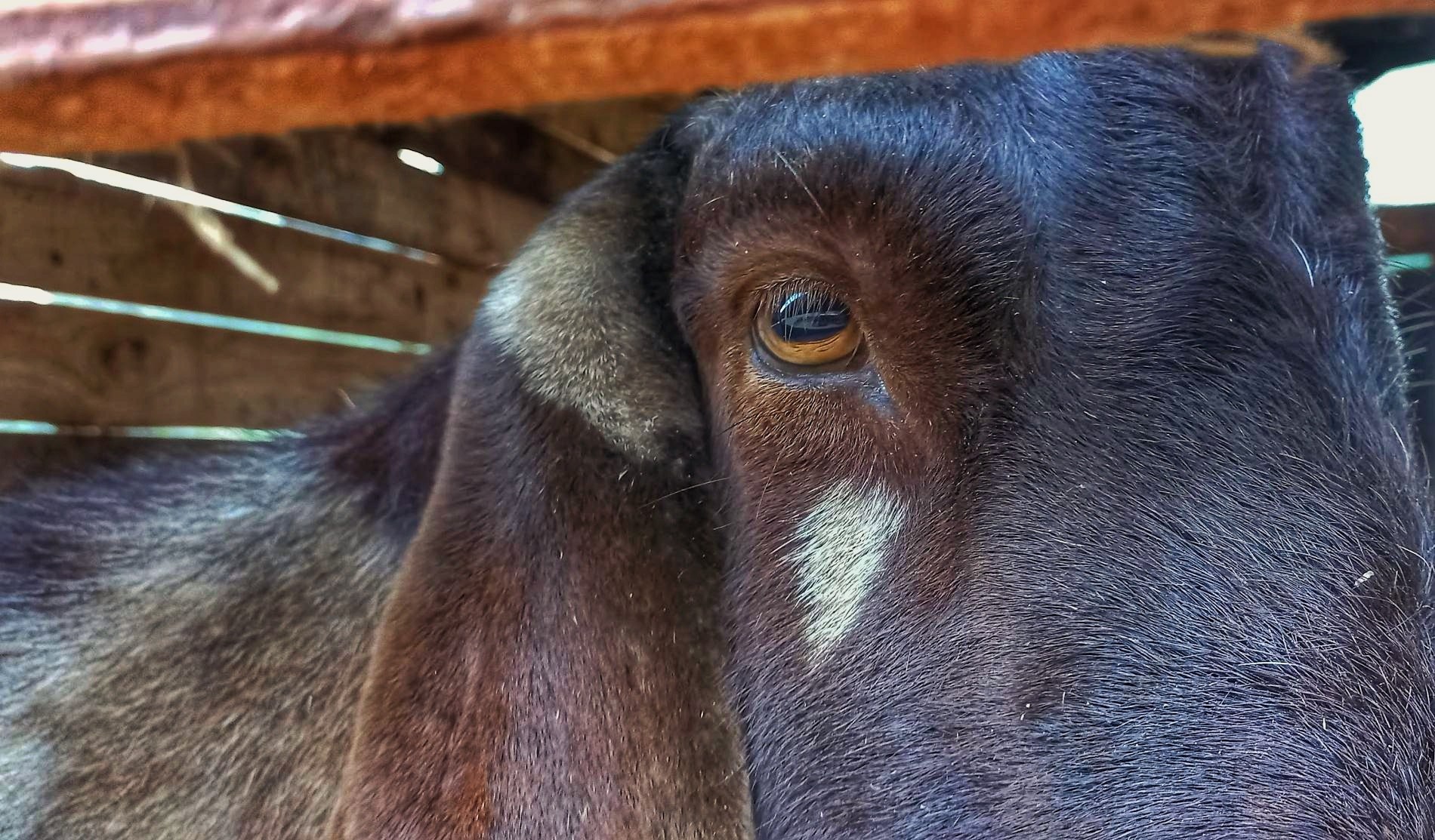 Cape Lob Ear Breeding Ram