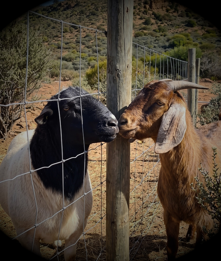 Livestock & Genetics